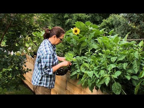 download lagu mp3 mp4 Benefits Of Gardening, download lagu Benefits Of Gardening gratis, unduh video klip Benefits Of Gardening