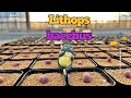 Lithops bacchusㅣ 리톱스 바커스 ㅣ 多肉植物 l succulent