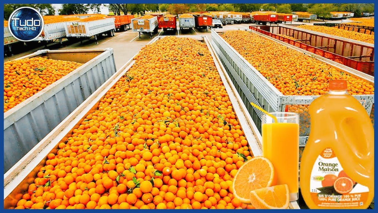 Amazing Orange Growing Process - Orange Farm and Harvest - Impressive Technology