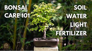 Beginner Bonsai Series - Chapter 6: Principles for How to Make Your Own Bonsai Tree