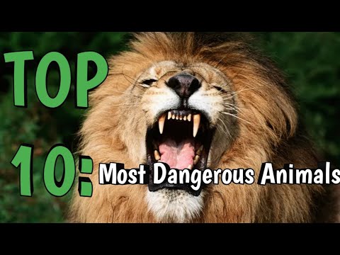 Top 10: Most dangerous animals in the world | Zeerak's Biology