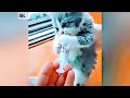 World 039 s First Cat Lifeguard von Animal World 039 s First Cat Lifeguard von Animal
