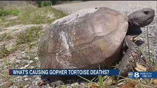 FWC investigating Gopher Tortoise deaths at St. Petersburg nature preserve
