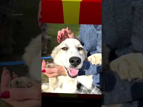 Djuki wünscht sich ein Zuhause er befindet sich in Rumänien im staatlichen Shelter #zuhausegesucht