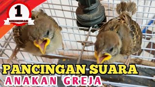 Download lagu suara anakan burung gereja minta loloh/makan mp3