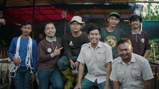 Kambing / Domba Ternak Betina Garut Ukuran 18 kg - 50 kg