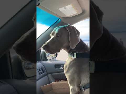 Ivey cruising on Alki