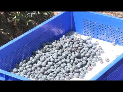 Driessen Blueberries BV