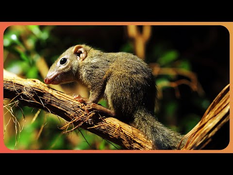 The Incredible Wildlife of Tswapong | Botswana's Wild Kingdoms | Real Wild