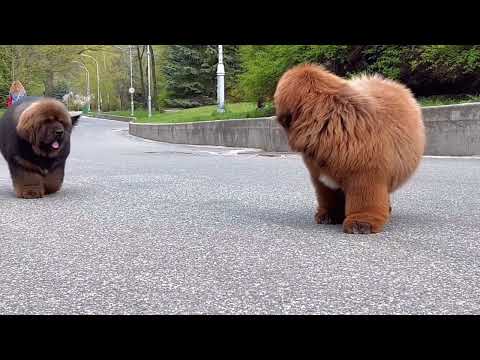 Tibetan mastiff puppies.