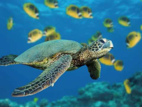 alberto pedraza RUMBO AL PARAISO