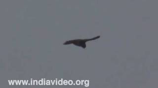 Common Kestrel or Falco tinnunculus