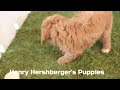 Cavapoo dogs for sale: Ingrid - Video 1