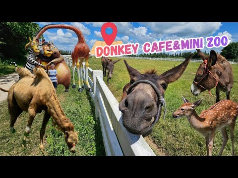 Tigers go into the forest to visit Donkey Cafe & Mini Zoo, Saraburi, a super cute animal farm tha...