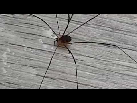 Lukki juo vettä ja haukkuu