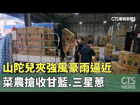 山陀兒夾強風豪雨逼近　菜農搶收甘藍.三星蔥