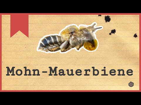 Die Mohn-Mauerbiene - Kurz vorgestellt - 2 Fakten über die Wildbiene