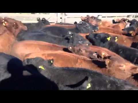 Novillitos Feedlot para Faena