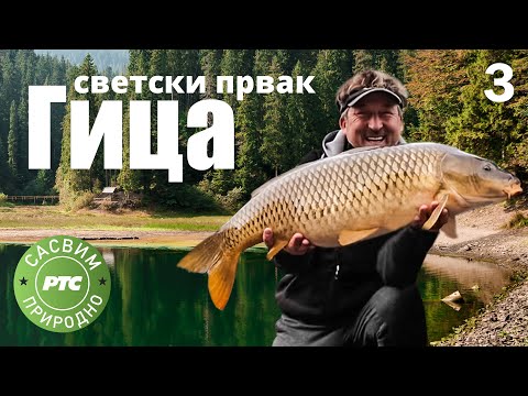 Sasvim prirodno: Svetski prvak Gica, 3 deo. (Jovan Memedović)