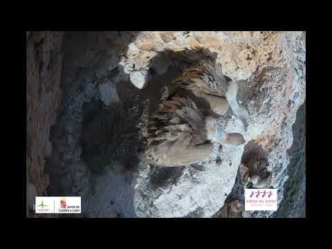 Una pareja de buitres leonados defienden su nido (Riaza - Segovia)