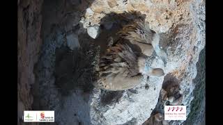 Una pareja de buitres leonados defienden su nido (Riaza - Segovia)