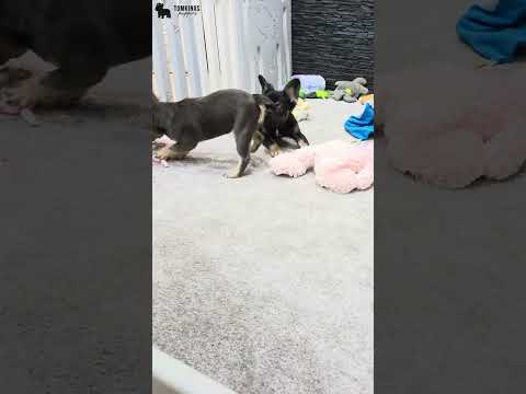 Video 3