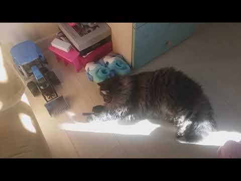 Gatto di gehan gatti pazzi