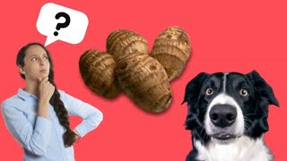 Inhame para Cachorro é uma boa ideia