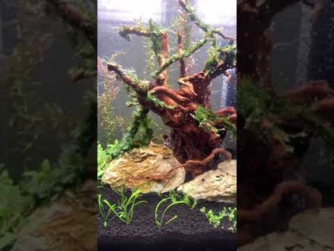 Запуск аквариума Aquael Shimp Set Smart II 30L