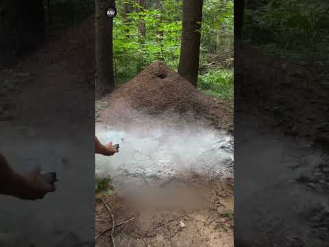 He sprinkled sugar on the ant colony for 2 years continuously.