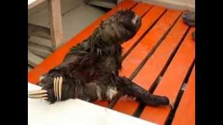 The Fastest Sloth In The World Hangs On A Boat