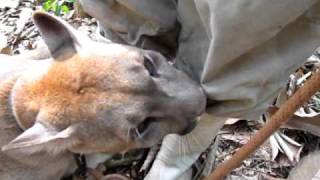 My pants are so tasty! Can you hear her purr?