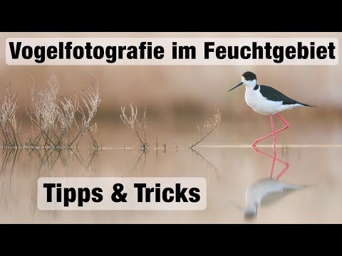 Vogelfotografie im Feuchtgebiet - Stelzenläufer, Rotflügel-Brachschwalben, etc. (Tipps und Tricks)