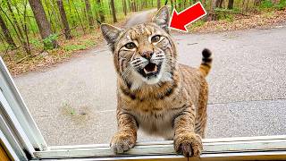 After the Child Goes Missing, a Strange Bobcat Taps On Window Daily—Where It Leads Turns Them Pale!