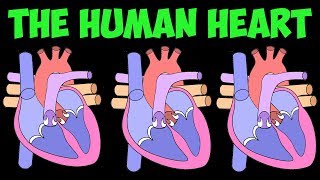 Heart Song- the human heart