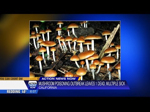 California Officials Warn Foragers After Deadly Wild Mushroom Poisonings