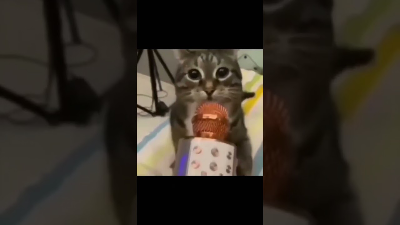 Oooomagaaa 🐈 #shorts #memes #viral