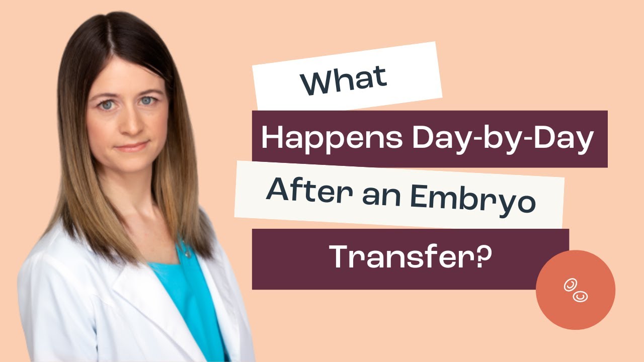 What Happens Day-by-Day After an Embryo Transfer