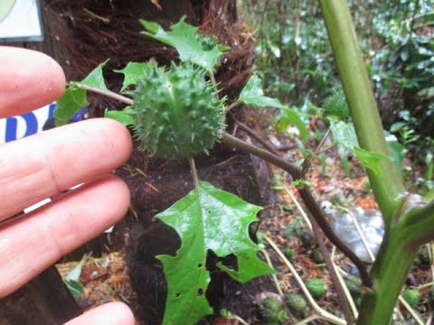 Jimson weed in a Northern garden