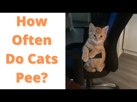 How Often Do Cats Pee
