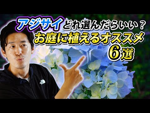 アジサイの種類 – 多様性の多様性 植物