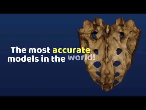 Skelviewer: 100% bone markings