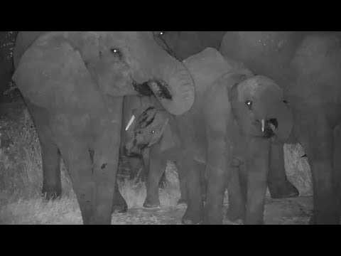 Djuma: Elephants with small ones come for a late night drink at pan - 22:57 - 06/05/19