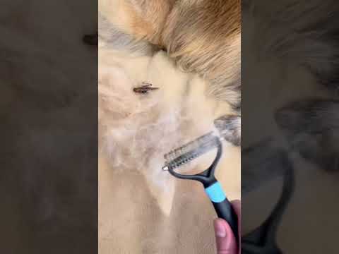 huge insect parasite on my dog ! #animals #insect #bug #belgianshepherd #rock_n_insectes
