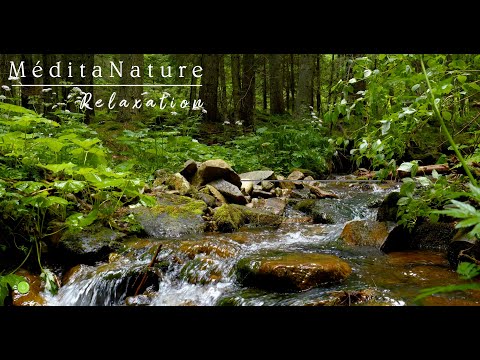 Bruit de la Nature .Rivière Relaxante qui coule et chant des oiseaux. Relaxation Méditation