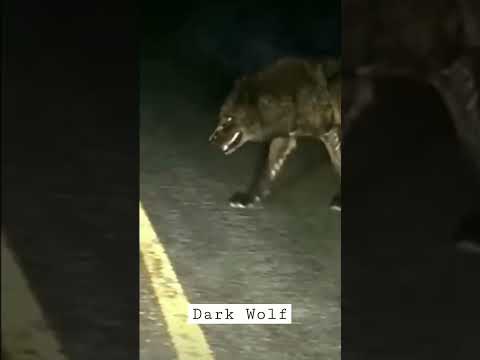 Lupo appare sul ciglio della strada nel bel mezzo della notte...da brividi!