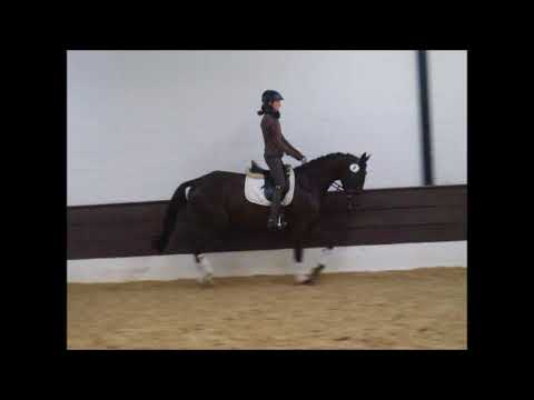 FAHRENHEITS STERNCHHEN 4j. v. Fahrenheit VB 6.000,- Euro