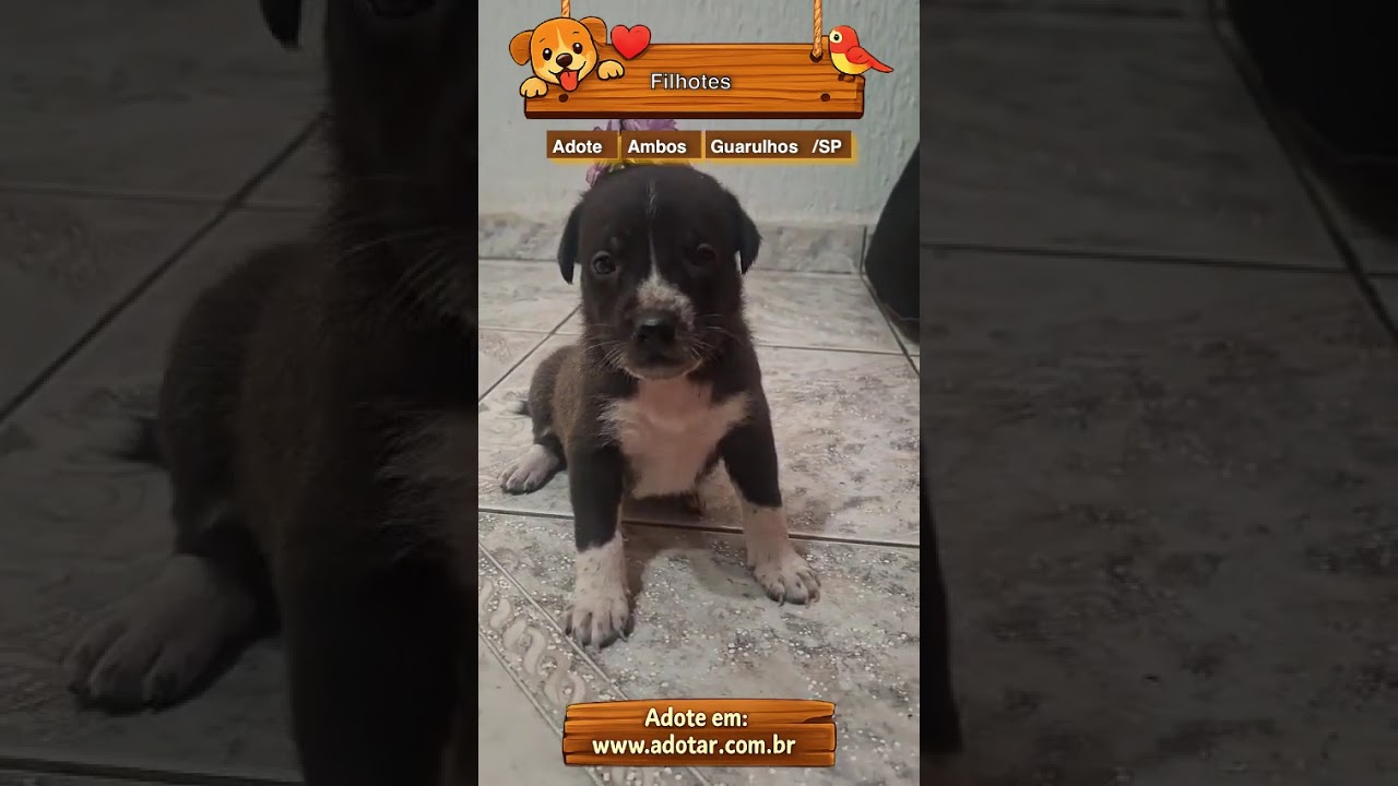 Cachorro raça SRD-ViraLata idade Abaixo de 2 meses nome Filhotes 