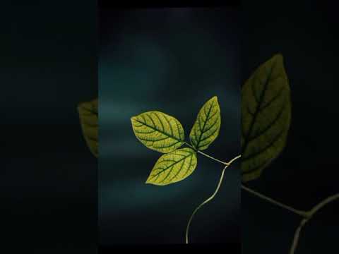 INSTAGRAM Viral Photography | NATURE PHOTOGRAPHY TIPS FOR MOBILE | NATURE PHOTOGRAPHY IDEAS