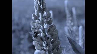 Video Vysutý most (pověst o Špičáku u Božího daru)